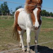 Islænder Raudskjona fra Sortenborg