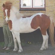 Islænder Raudskjona fra Sortenborg