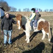 Islænder Raudskjona fra Sortenborg