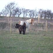 Islænder Raudskjona fra Sortenborg