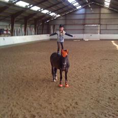 New Forest DONALD  "Pony"