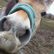 Fjordhest [Måffe] James <3 *basse* [tidl. hest]