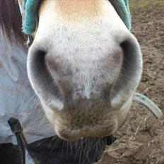 Fjordhest [Måffe] James <3 *basse* [tidl. hest]