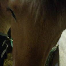 Fjordhest [Måffe] James <3 *basse* [tidl. hest]