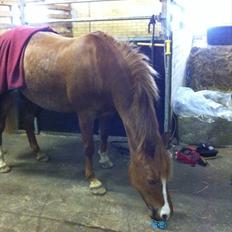 New Forest Søgård Roxana