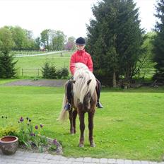 Islænder Stjerni R.I.P