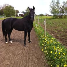 Hollandsk Varmblod Chica