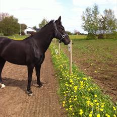 Hollandsk Varmblod Chica