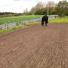 Hollandsk Varmblod Chica