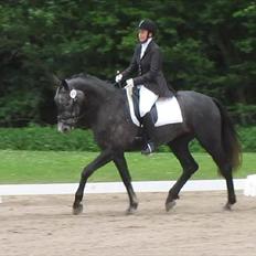 Dansk Varmblod Stald Ege's Rozanto