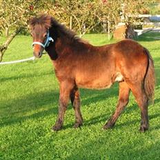 Dartmoor Cayberry Dark Gale