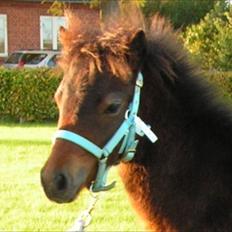 Dartmoor Cayberry Dark Gale