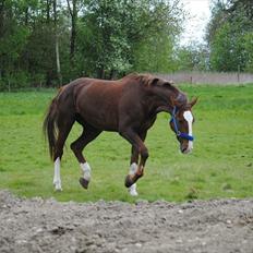 Hollandsk Varmblod Alarda (Nuller)