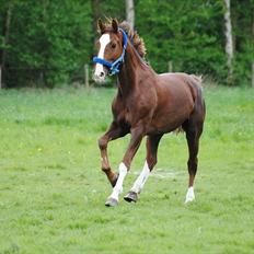 Hollandsk Varmblod Alarda (Nuller)