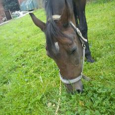 Svensk Varmblod Beauty Surprice