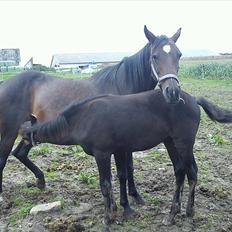 Svensk Varmblod Beauty Surprice