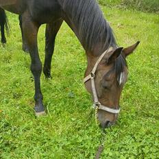 Svensk Varmblod Beauty Surprice