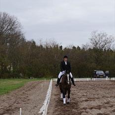 Dansk Varmblod Minelli Mosegård 