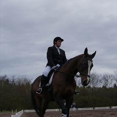 Dansk Varmblod Minelli Mosegård 