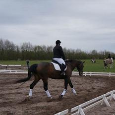 Dansk Varmblod Minelli Mosegård 