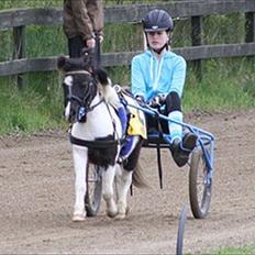 Shetlænder Haagenbjerg's Sif