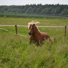 Anden særlig race Ludwig Star