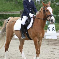 Hollandsk Sportspony Me Lady