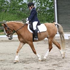 Hollandsk Sportspony Me Lady