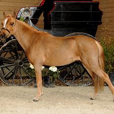 Dansk Miniature Godts Shooters Traveller