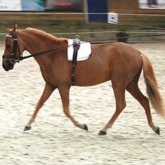 Dansk Miniature Godts Shooters Traveller