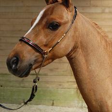 Dansk Miniature Godts Shooters Traveller