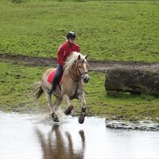 Haflinger Codi