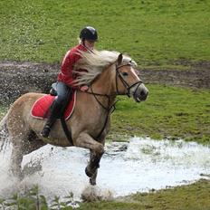 Haflinger Codi