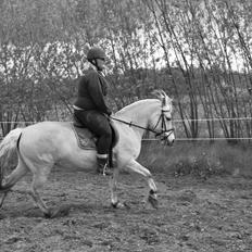 Fjordhest Sille'piien :D <33 solgt 