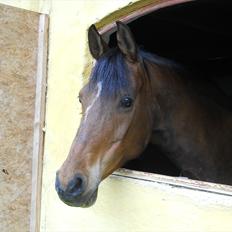 Hollandsk Sportspony Carmen