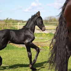 Barockpinto Dineera A Bacoon #SOLGT#