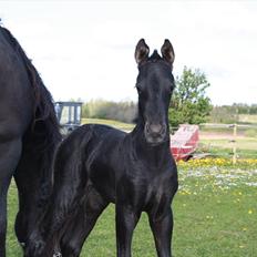 Barockpinto Dineera A Bacoon #SOLGT#