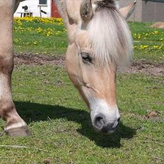 Fjordhest Alaika Møllegaard