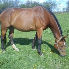 Dansk Varmblod Ramei-Stargirl