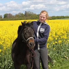 Welsh Pony (sec B) Kastania