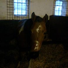 Anden særlig race Frig