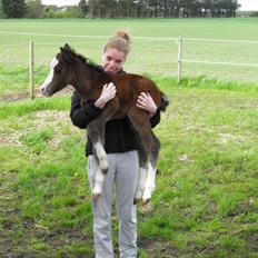 Welsh Partbred (Sec F) bækgården´s Celia