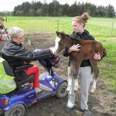 Welsh Partbred (Sec F) bækgården´s Celia