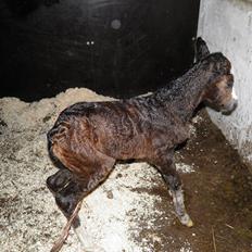 Welsh Partbred (Sec F) bækgården´s Celia