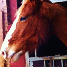 Frederiksborg Lady,Godiva.
