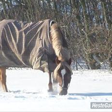 Welsh Cob (sec D) | Kiding Game On  **SOLGT**
