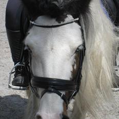 Irish Cob Billy the kid :)