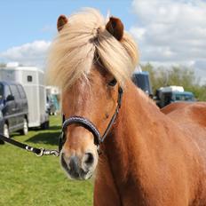 Islænder Ganti fra Glófaxa