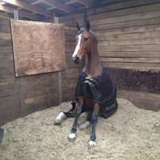 Tysk Oldenburger Gørklintgårds Leander