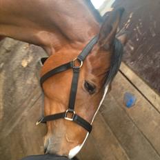 Tysk Oldenburger Gørklintgårds Leander